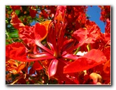 Pua-Mau-Place-Botanical-Garden-Kawaihae-Big-Island-Hawaii-064