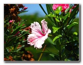 Pua-Mau-Place-Botanical-Garden-Kawaihae-Big-Island-Hawaii-065