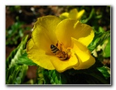 Pua-Mau-Place-Botanical-Garden-Kawaihae-Big-Island-Hawaii-067