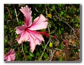 Pua-Mau-Place-Botanical-Garden-Kawaihae-Big-Island-Hawaii-068