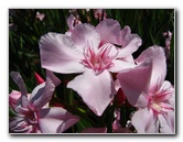 Pua-Mau-Place-Botanical-Garden-Kawaihae-Big-Island-Hawaii-069