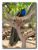 Pua-Mau-Place-Botanical-Garden-Kawaihae-Big-Island-Hawaii-072