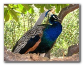 Pua-Mau-Place-Botanical-Garden-Kawaihae-Big-Island-Hawaii-073