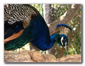 Pua-Mau-Place-Botanical-Garden-Kawaihae-Big-Island-Hawaii-074