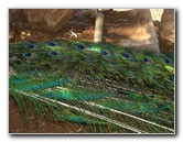 Pua-Mau-Place-Botanical-Garden-Kawaihae-Big-Island-Hawaii-075