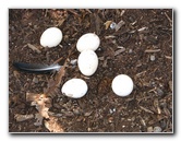 Pua-Mau-Place-Botanical-Garden-Kawaihae-Big-Island-Hawaii-076