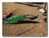 Pua-Mau-Place-Botanical-Garden-Kawaihae-Big-Island-Hawaii-077