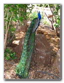 Pua-Mau-Place-Botanical-Garden-Kawaihae-Big-Island-Hawaii-079