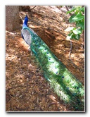 Pua-Mau-Place-Botanical-Garden-Kawaihae-Big-Island-Hawaii-080