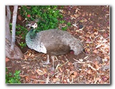 Pua-Mau-Place-Botanical-Garden-Kawaihae-Big-Island-Hawaii-083