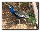 Pua-Mau-Place-Botanical-Garden-Kawaihae-Big-Island-Hawaii-085