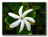 Pua-Mau-Place-Botanical-Garden-Kawaihae-Big-Island-Hawaii-087