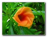 Pua-Mau-Place-Botanical-Garden-Kawaihae-Big-Island-Hawaii-089