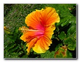 Pua-Mau-Place-Botanical-Garden-Kawaihae-Big-Island-Hawaii-090