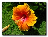 Pua-Mau-Place-Botanical-Garden-Kawaihae-Big-Island-Hawaii-091