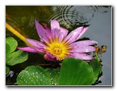 Pua-Mau-Place-Botanical-Garden-Kawaihae-Big-Island-Hawaii-093