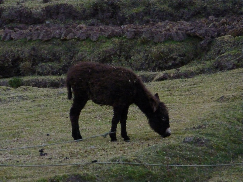 Puca-Pucara-Red-Fort-Incan-Ruins-Cusco-Peru-011