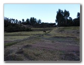 Puca-Pucara-Red-Fort-Incan-Ruins-Cusco-Peru-010