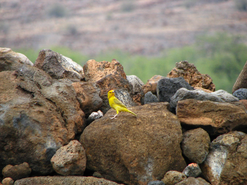 Puukohola-Heiau-National-Historic-Site-Big-Island-Hawaii-019