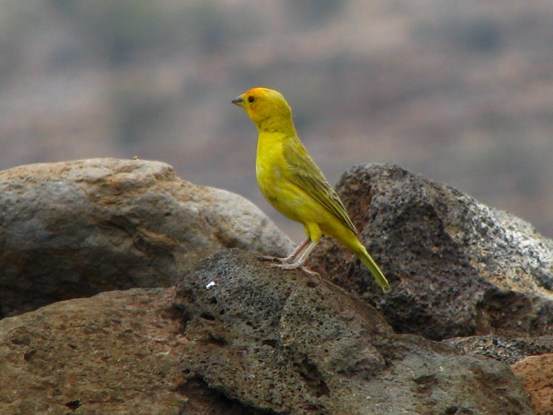 Puukohola-Heiau-National-Historic-Site-Big-Island-Hawaii-020