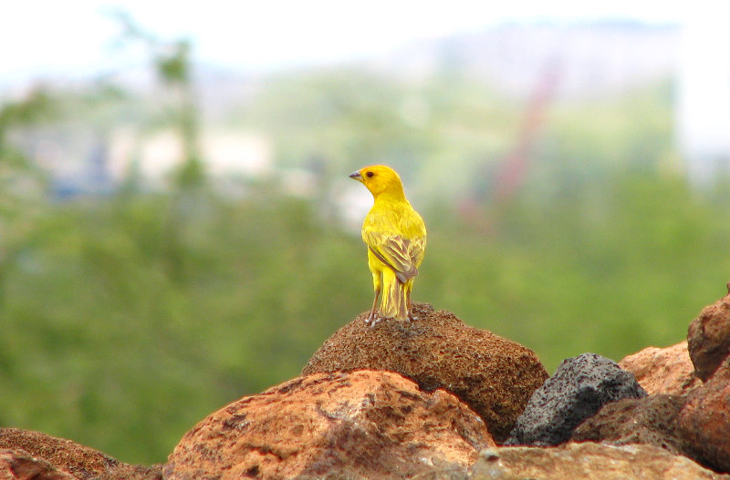 Puukohola-Heiau-National-Historic-Site-Big-Island-Hawaii-021