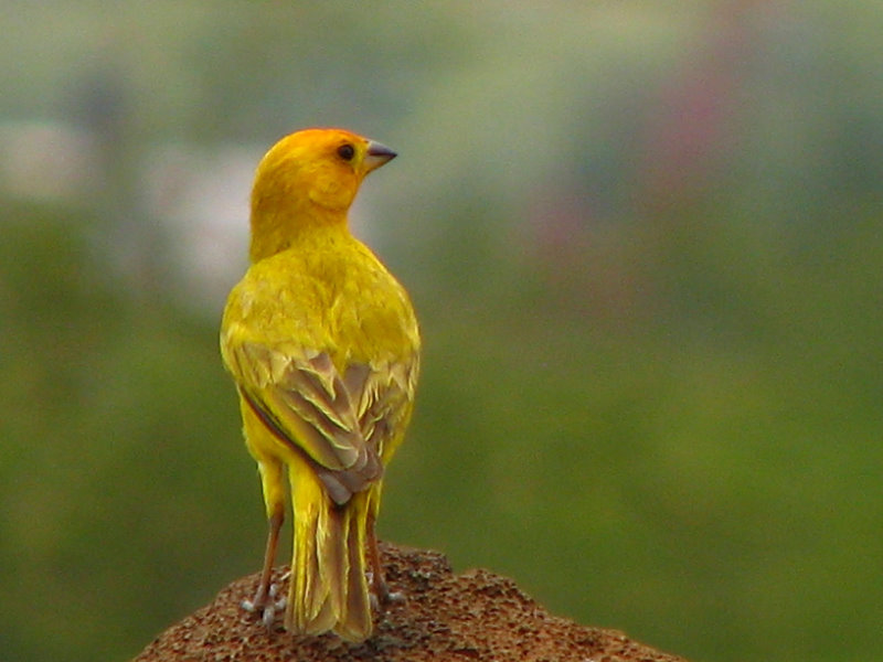 Puukohola-Heiau-National-Historic-Site-Big-Island-Hawaii-022