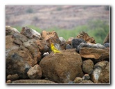 Puukohola-Heiau-National-Historic-Site-Big-Island-Hawaii-019