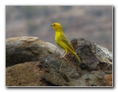 Puukohola-Heiau-National-Historic-Site-Big-Island-Hawaii-020