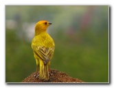 Puukohola-Heiau-National-Historic-Site-Big-Island-Hawaii-022