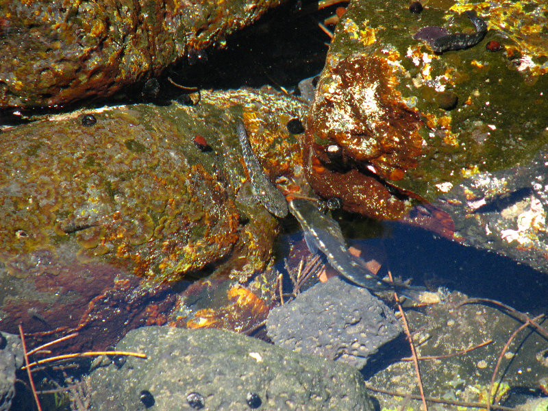 Queen-Liliuokalani-Park-and-Japanese-Gardens-Hilo-Big-Island-010