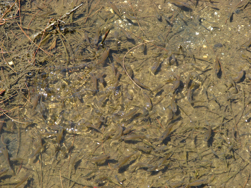 Queen-Liliuokalani-Park-and-Japanese-Gardens-Hilo-Big-Island-025
