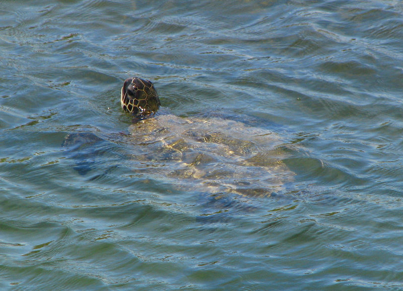 Queen-Liliuokalani-Park-and-Japanese-Gardens-Hilo-Big-Island-029
