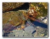 Queen-Liliuokalani-Park-and-Japanese-Gardens-Hilo-Big-Island-010