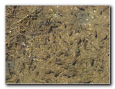 Queen-Liliuokalani-Park-and-Japanese-Gardens-Hilo-Big-Island-025