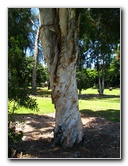 Queen-Liliuokalani-Park-and-Japanese-Gardens-Hilo-Big-Island-041