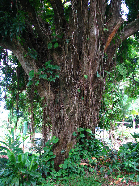 Rainbow-Falls-Wailuku-River-State-Park-Hilo-Big-Island-Hawaii-008
