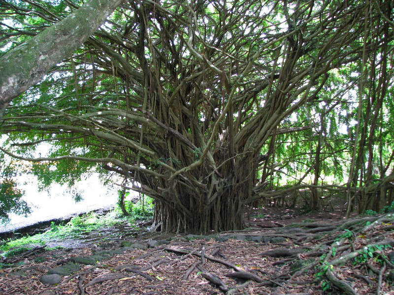 Rainbow-Falls-Wailuku-River-State-Park-Hilo-Big-Island-Hawaii-012
