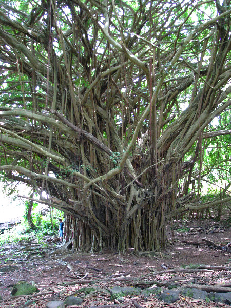 Rainbow-Falls-Wailuku-River-State-Park-Hilo-Big-Island-Hawaii-013