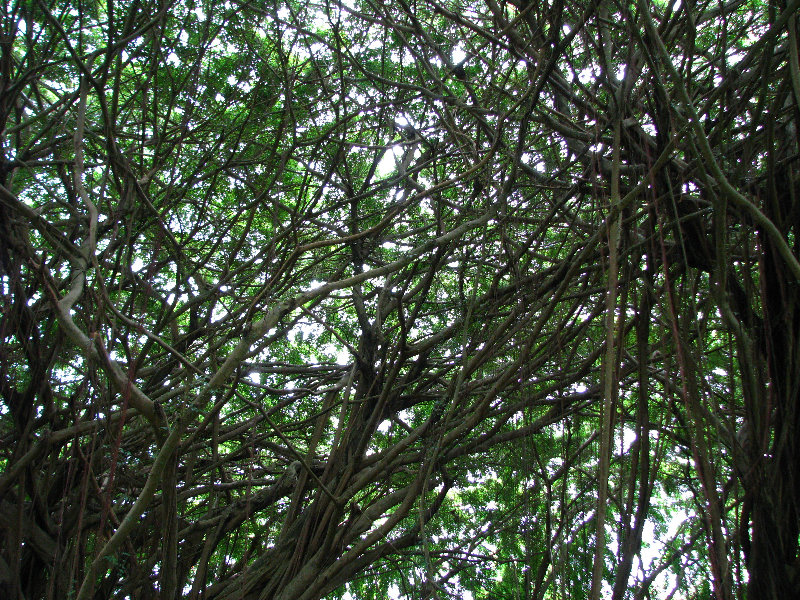 Rainbow-Falls-Wailuku-River-State-Park-Hilo-Big-Island-Hawaii-014