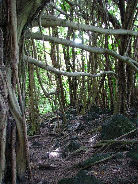 Rainbow-Falls-Wailuku-River-State-Park-Hilo-Big-Island-Hawaii-015