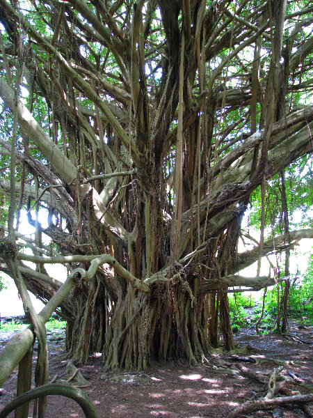 Rainbow-Falls-Wailuku-River-State-Park-Hilo-Big-Island-Hawaii-016