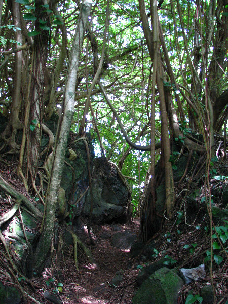 Rainbow-Falls-Wailuku-River-State-Park-Hilo-Big-Island-Hawaii-024