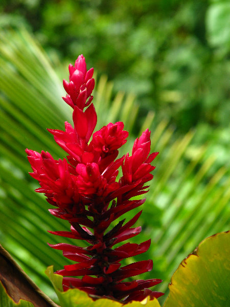 Rainbow-Falls-Wailuku-River-State-Park-Hilo-Big-Island-Hawaii-027
