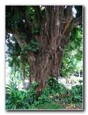 Rainbow-Falls-Wailuku-River-State-Park-Hilo-Big-Island-Hawaii-008