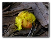 Rainbow-Falls-Wailuku-River-State-Park-Hilo-Big-Island-Hawaii-011