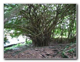 Rainbow-Falls-Wailuku-River-State-Park-Hilo-Big-Island-Hawaii-012