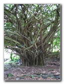 Rainbow-Falls-Wailuku-River-State-Park-Hilo-Big-Island-Hawaii-013