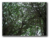 Rainbow-Falls-Wailuku-River-State-Park-Hilo-Big-Island-Hawaii-014