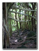 Rainbow-Falls-Wailuku-River-State-Park-Hilo-Big-Island-Hawaii-015