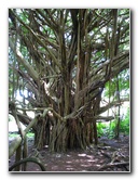 Rainbow-Falls-Wailuku-River-State-Park-Hilo-Big-Island-Hawaii-016